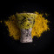 Чаша для кальяну Stealler PRO Yellow Candy - фото №3 Аромадим